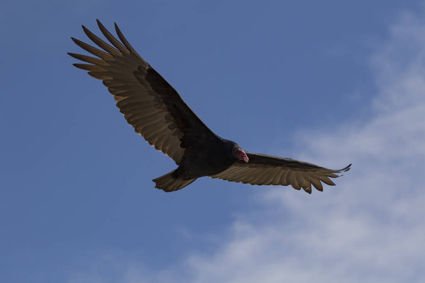 Abutre de peru-pássaro voando acima das varinhas em Orange County
 - Foto, Imagem