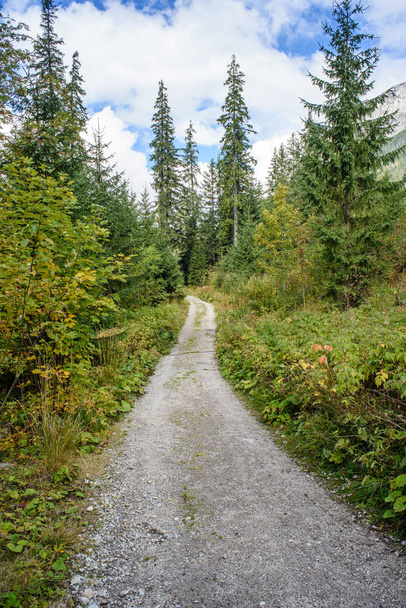 empty gravel road in the countryside in summer - Fotó, kép
