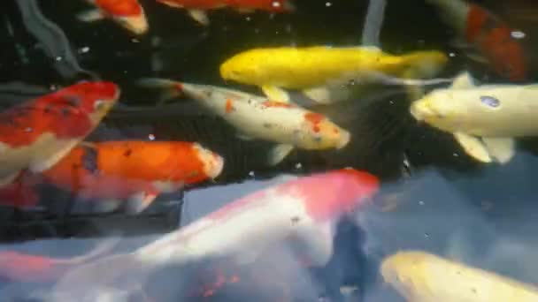 Onderwater van Koi vissen. Mooie karper met kleurrijk in de natuurlijke vijver zwemmen - Video