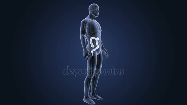 Zoom de intestino grueso con anatomía
. - Metraje, vídeo