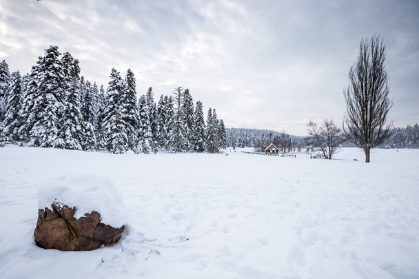 Зимний пейзаж с сосновым лесом в пасмурный день.
 - Фото, изображение