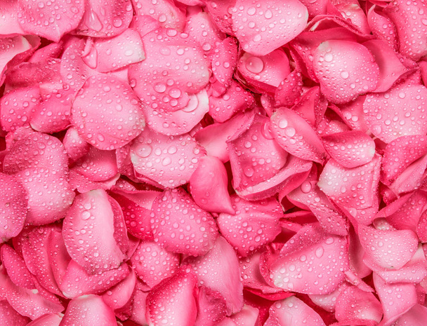 свежий розовый лепесток розы фон с каплей воды
 - Фото, изображение
