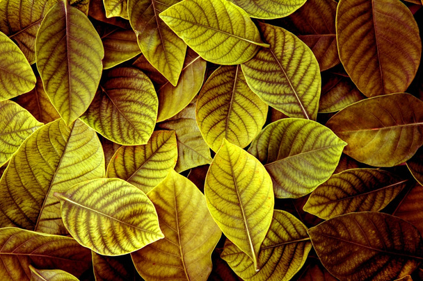 Čerstvé tropické žluté zelené listy pozadí - Fotografie, Obrázek