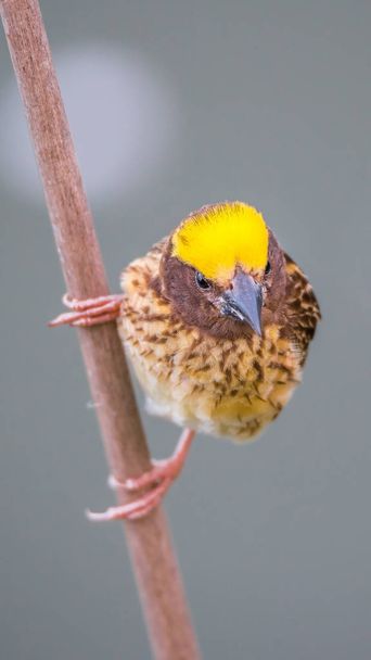 Pájaro (tejedor rayado) en el árbol en una naturaleza salvaje
 - Foto, Imagen
