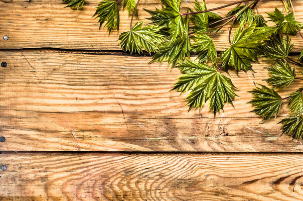 Maple leaves, spring background on wooden board - Foto, Imagem