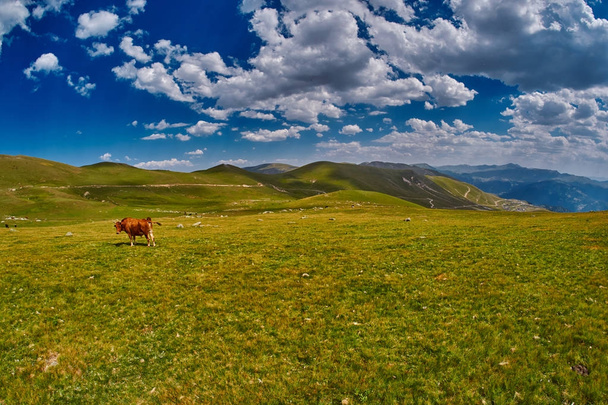 Cows eating fresh grass in mountain valley - Foto, imagen
