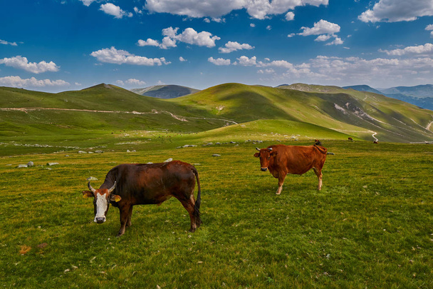 Cows eating fresh grass in mountain valley - Фото, изображение