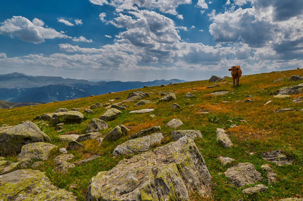 Cows eating fresh grass in mountain valley - Fotoğraf, Görsel