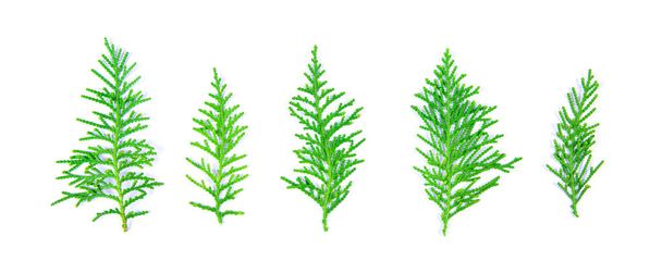 The  fresh green pine leaves , Oriental Arborvitae, Thuja orient - Foto, Imagem