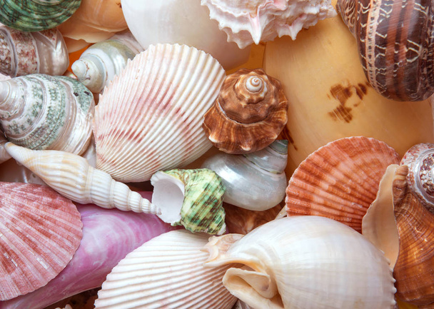 primer plano mixto conchas de mar textura fondo
 - Foto, Imagen