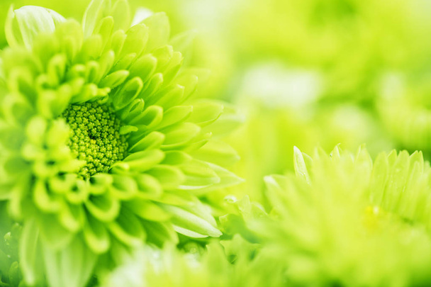  Zachte verse groene bloem voor liefde romantische dromerige achtergrond, f - Foto, afbeelding