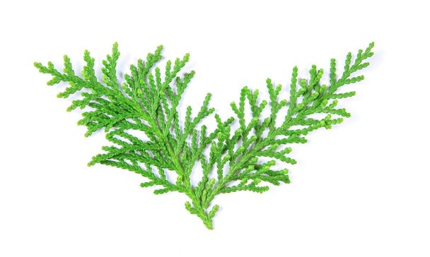 The fresh green pine leaves , Oriental Arborvitae, Thuja orienta - Фото, зображення