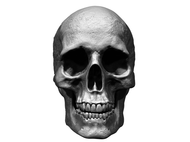 menschlicher Schädel 3D-Illustration isoliert im Hintergrund - Foto, Bild