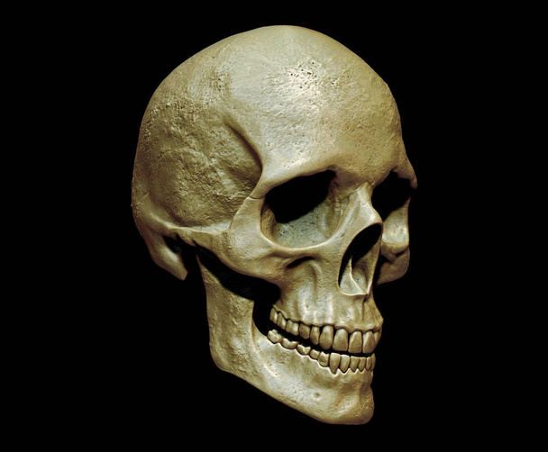 Skull isolated in background 3d render illustration - Foto, afbeelding