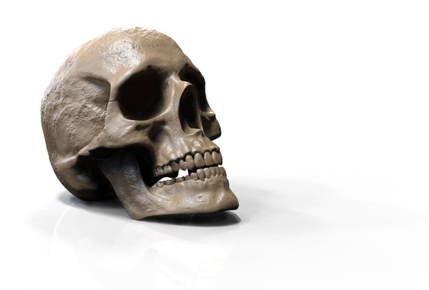 Crânio isolado em fundo 3d renderização ilustração
 - Foto, Imagem