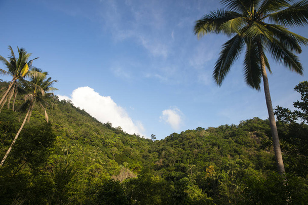 Samui Island. A beautiful view of the green mountains. View of the jungle and palm trees. Clear sky. - Foto, immagini