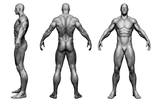 3D illustratie van het menselijk lichaam man geïsoleerd - Foto, afbeelding