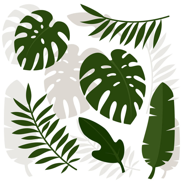 Tropical leaves. Vector illustration. - Vector, Imagen