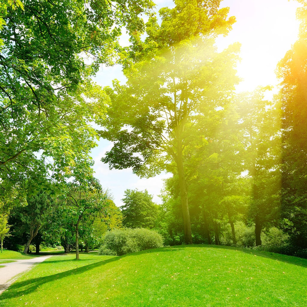 Brillante día soleado en el parque. Los rayos del sol iluminan la hierba verde y el tr
 - Foto, Imagen