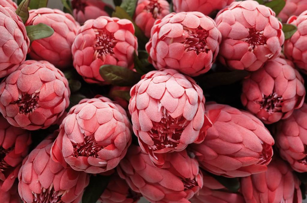 Background of Red Artificial Protea Aristata Flowers - Photo, Image