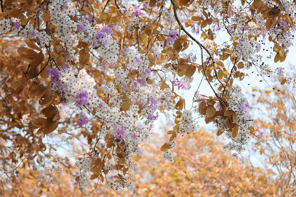 Leaf color change and blooming flowers. - Photo, Image