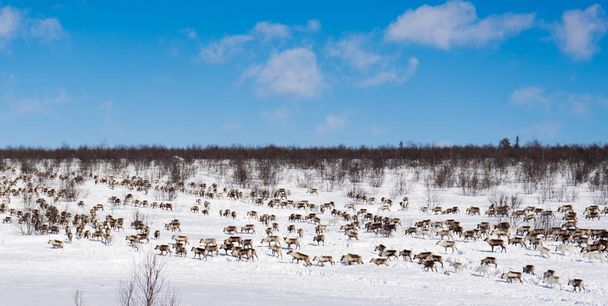 no extremo norte é muito frio, ao redor da neve, há uma manada de veados, à procura de comida
 - Foto, Imagem