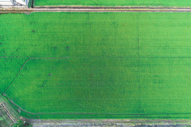 Rice istutus kenttä antenni laukaus drone
 - Valokuva, kuva