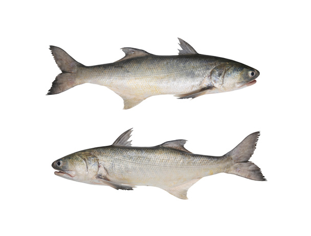 Fresh fourfinger threadfin or Indian salmon fish isolated on whi - Fotografie, Obrázek