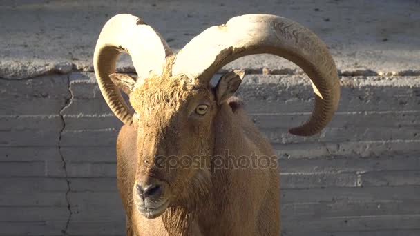 Acercamiento del rostro de las ovejas bárbaras iluminado por el sol
 - Metraje, vídeo
