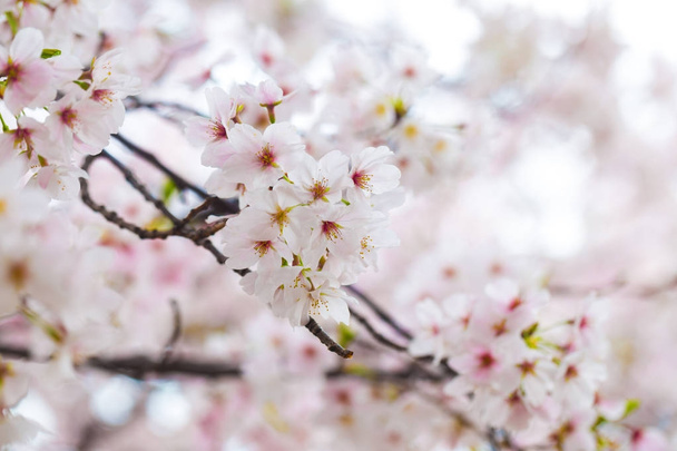 Японский цветок сакуры на ветке дерева
 - Фото, изображение