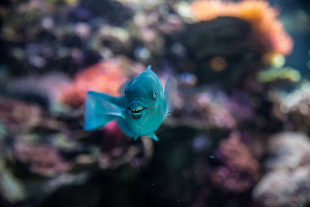 Funny fish - Valokuva, kuva