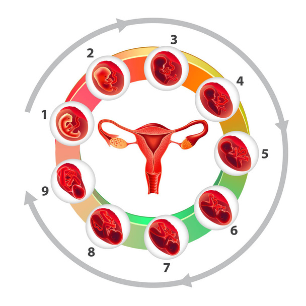 infographie avec utérus et mois de grossesse sur fond blanc
 - Vecteur, image
