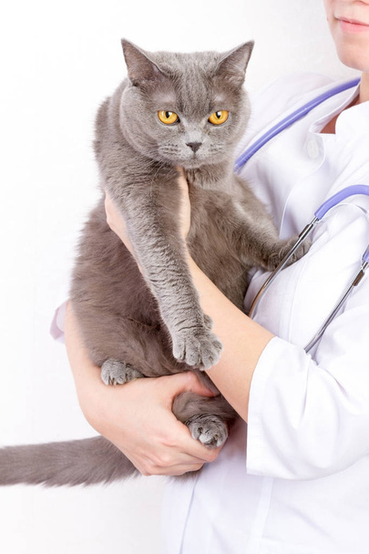 Veterinarian holding a cat at clinic - Фото, изображение