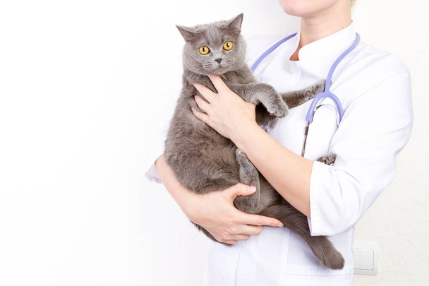 Veterinarian holding a cat at clinic - Foto, afbeelding