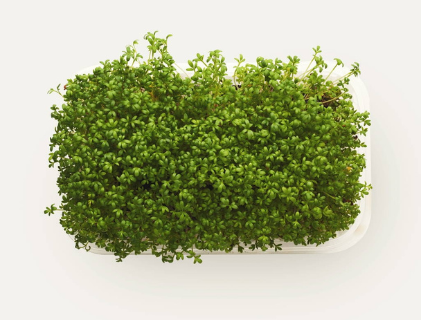 Mikro zieleni rosnących w plastikowej miski widok z góry, na białym tle - Zdjęcie, obraz