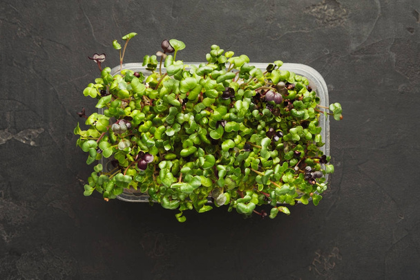 Mikro zieleni rosnących w plastikowej miski widok z góry - Zdjęcie, obraz