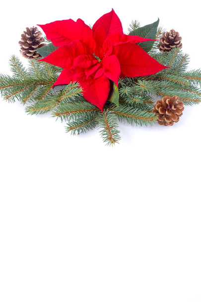 Χριστουγεννιάτικο περίγραμμα Poinsettia, κλαδιά δέντρων ελάτης και κουκουνάρι  - Φωτογραφία, εικόνα