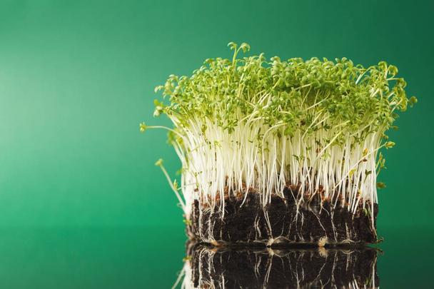Organiczne, uprawa mikro zieleni - Zdjęcie, obraz