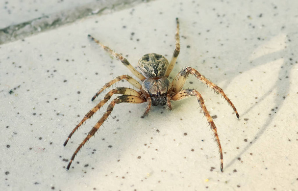 Spider on the floor close up - Photo, Image