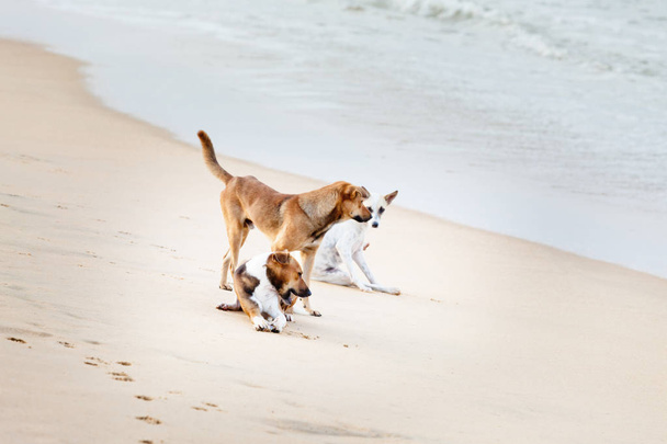 Jugando a los perros en la playa, Sri Lanka
 - Foto, Imagen