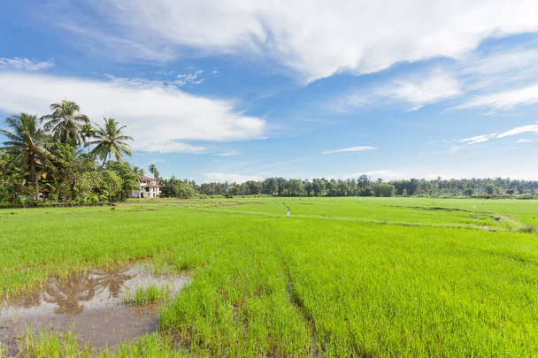 Campo de arroz - Wataddara, Sri Lanka
 - Foto, Imagem