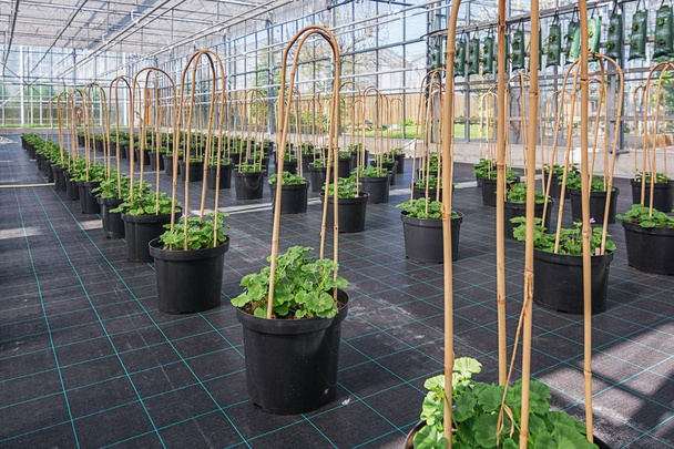 Grandes plantes de géranium en pot cultivées en serre aux Pays-Bas
 - Photo, image