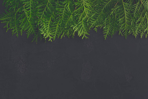 Зелені гілки туї на чорному тлі
 - Фото, зображення