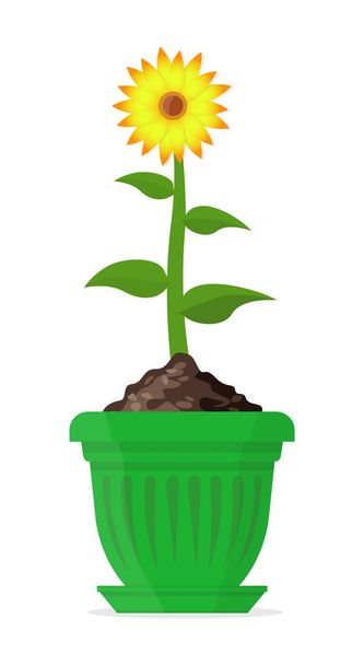 Ripe sunflower in a large green pot. Vector Illustration. - Wektor, obraz