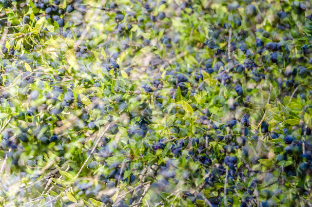Myrtle berries background - Photo, Image