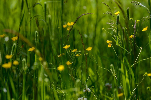 zomerbloemen op groene achtergrond - Foto, afbeelding