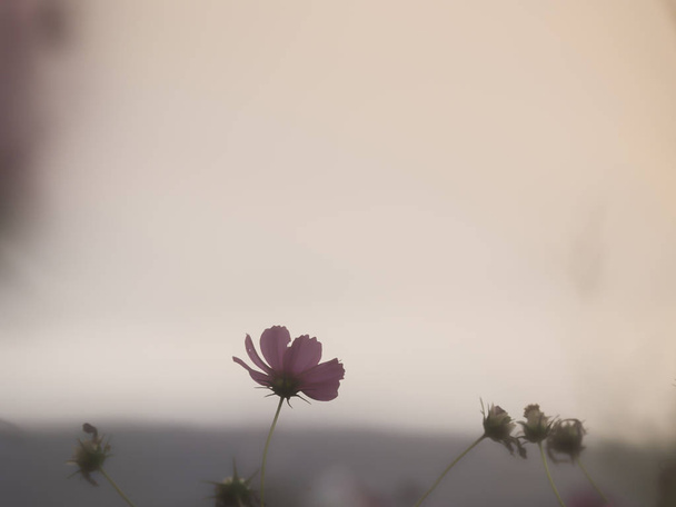 рожева квітка космосу в садовому полі в красивий сонячний день
 - Фото, зображення
