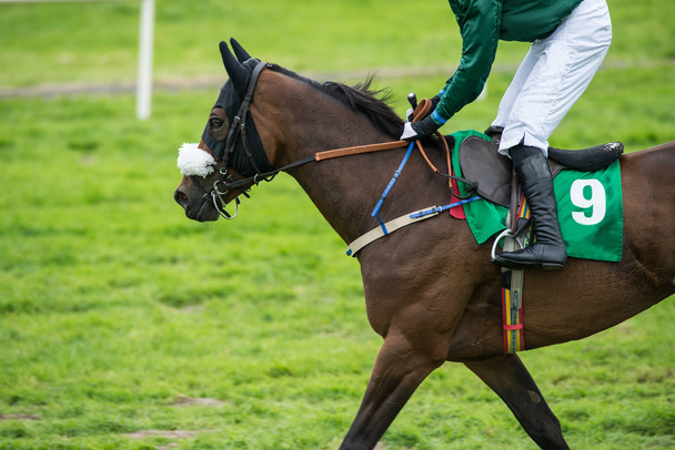 Lähikuva rodun hevonen ja jockey kilparadalla
 - Valokuva, kuva