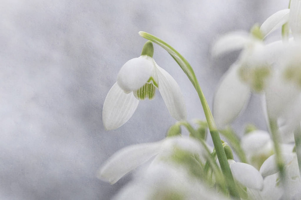 Snowdrops. Galanthus is a small genus of about 20 species of bulbous perennial herbaceous plants in the family Amaryllidaceae. - Photo, Image