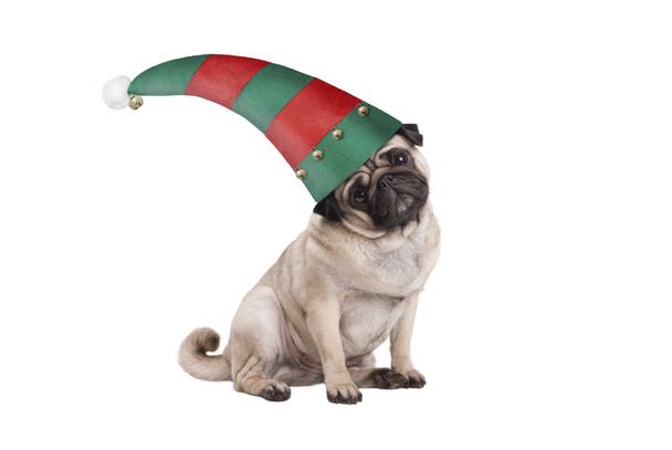 Słodkie Boże Narodzenie Mops Szczenięta psów, siadając sobie kapelusz czerwony i zielony elf, izolowana na białym tle - Zdjęcie, obraz